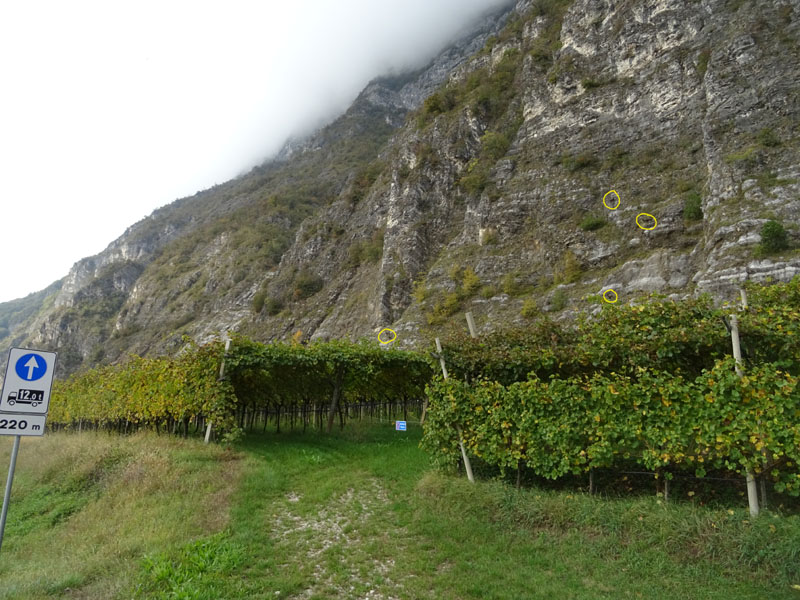 Rupicapra rupicapra.....dal Trentino Alto Adige